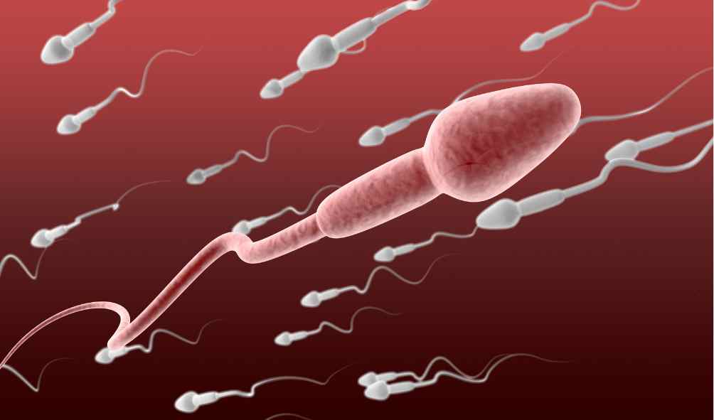 כמה עולה תרומת זרע