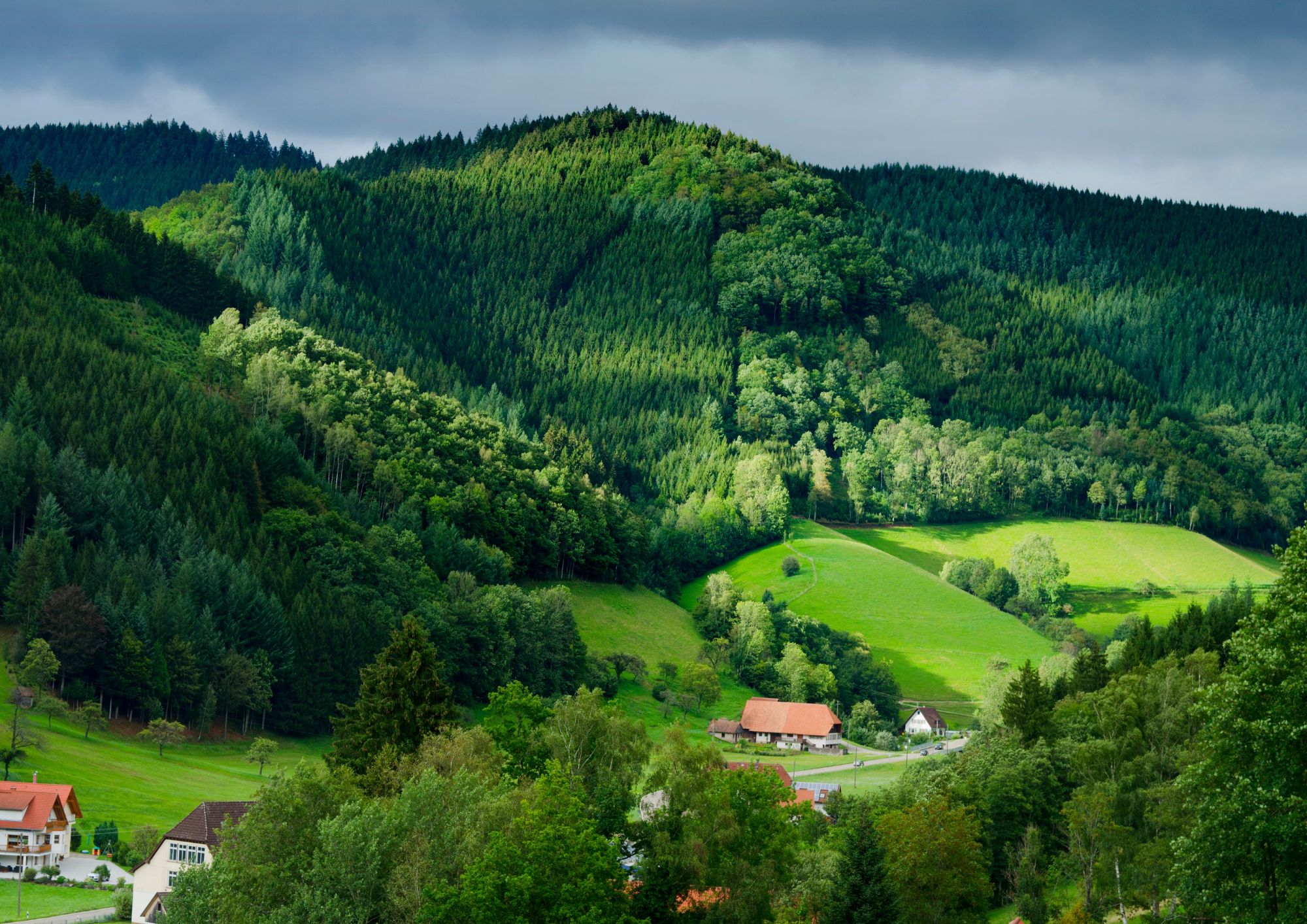 אטרקציות ביער השחור